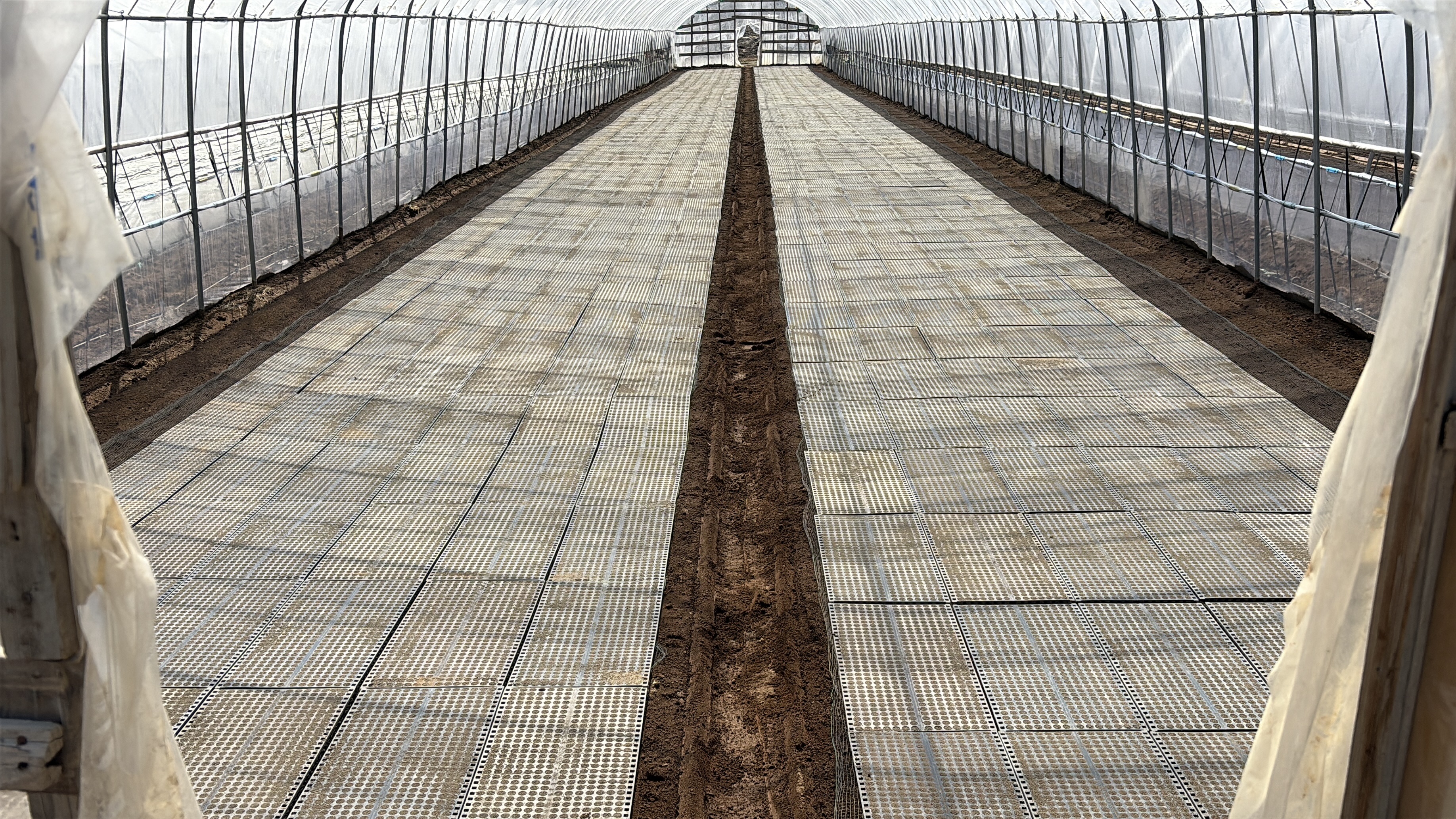 Rice farming photo 7